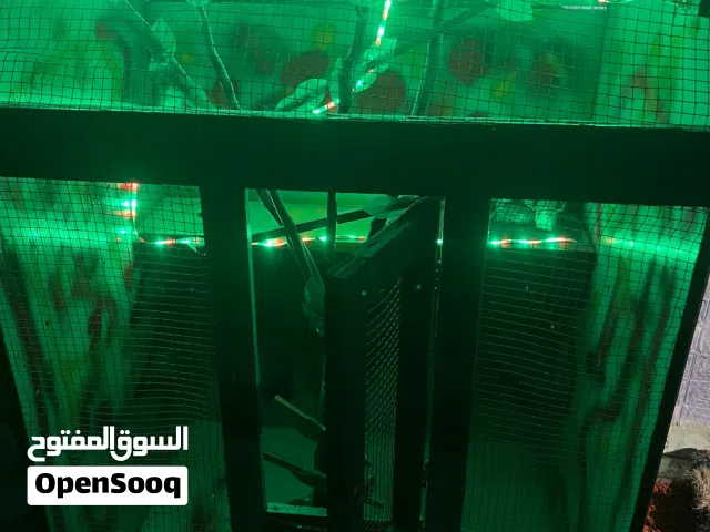 قفص الطيور