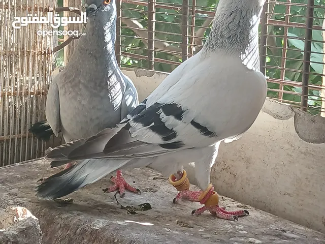 جواز حمام نخب كلو شغال وتحتو بيض