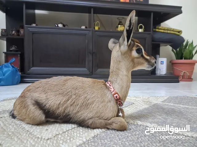 غزال دماني بيور وليفة وتحب اللعب مع الأطفال