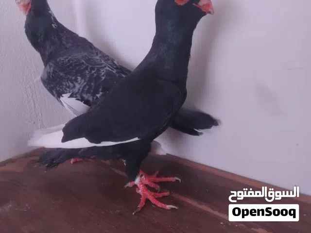 فحل ابلق صلاة النبي عملاق  وطيره امسوداي اول خيرها  الزرقاء  سعرهم 45 والله يبارك لاصاحب الن