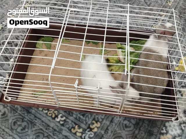 ارنب ذكر و أنثى ام الدمن