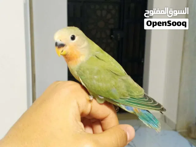 طرفين مروضات فل اقرو وصف