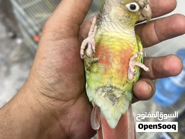 جرين اليف  بدون قفص