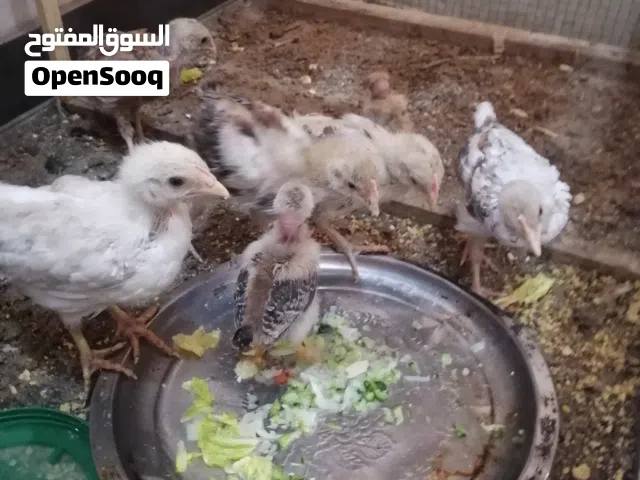 افراخ دجاج عرب