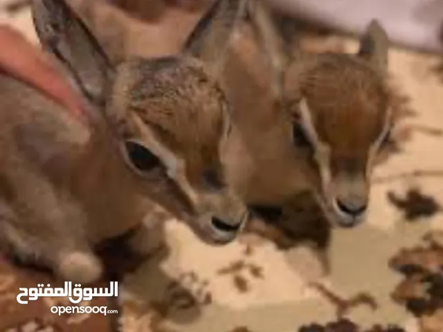 غزلان غزلان غزلان غزلان غزلان غزلان غزلان