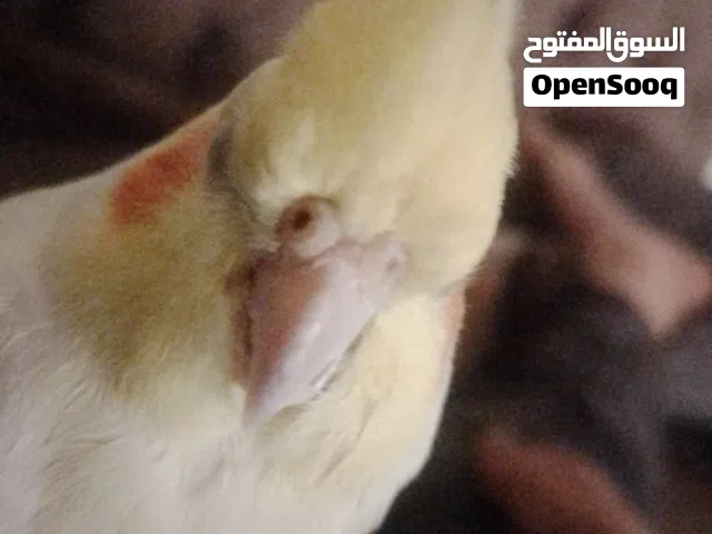 كوكتيل لاتيني