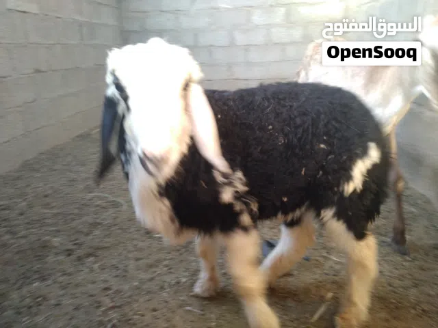 كبش نجدي للبيع  95