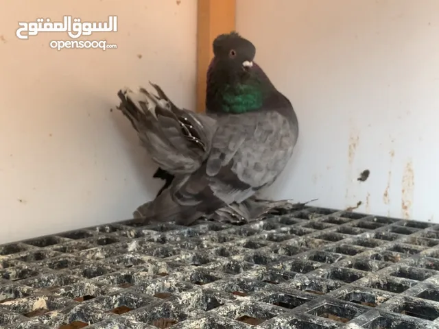 السلام عليكم ورحمة الله وبركاته متاخ زوز ذكور نفاخ يبرا كيف مصفيات و ذكر روسي موصفات طيبة و كوبية هز