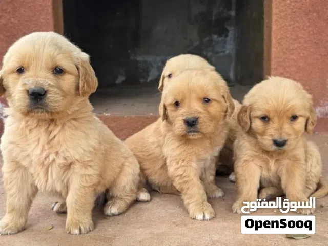 جراء جولدن للبيع