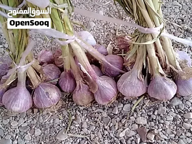 الثوم عماني