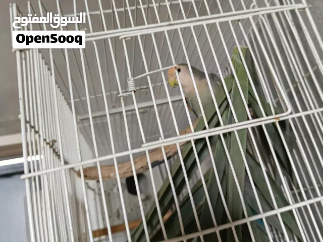 دكر بركديلو مصوقر