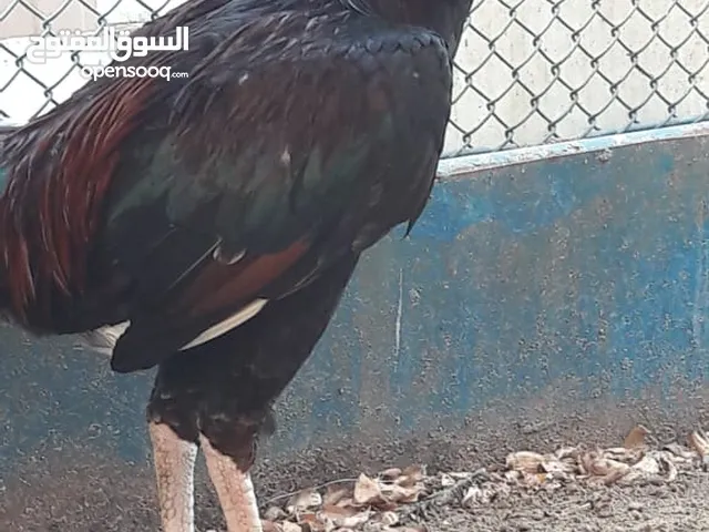 للبيع ديك باكستاني