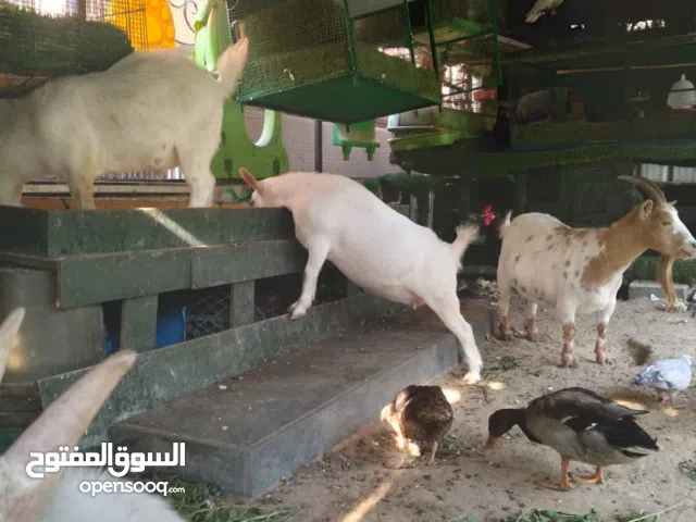 4 معزات مضاريع 2 تيوس