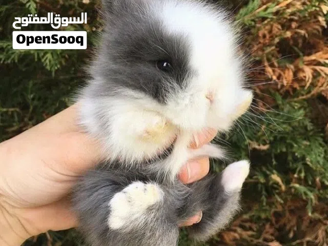 أرانب نوع تيدي بير مقزم