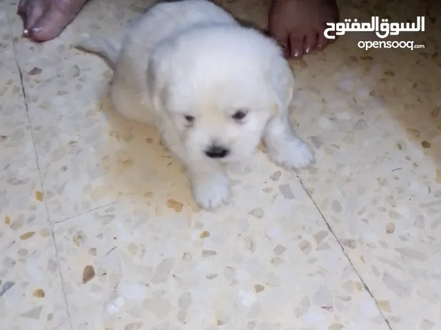 كلب للبيع جولدن فرنسي