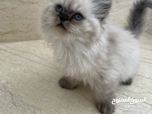 قطط شيرازيه