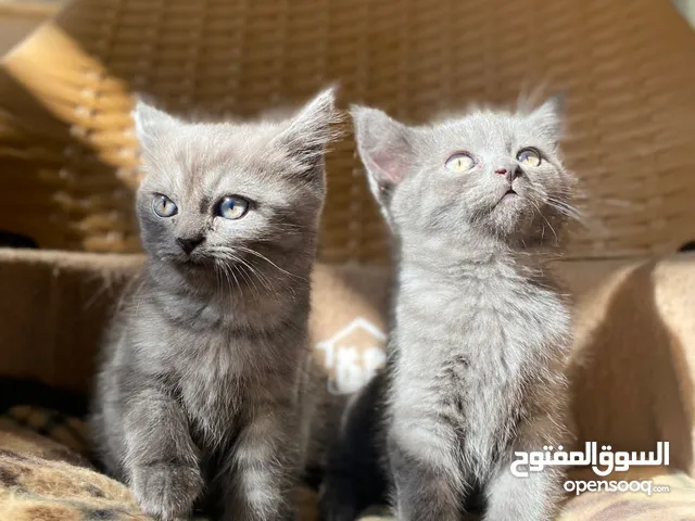 كتن سكوتش مكس بريتش العمر شهرين لعوبين جدا والمستوى واضح