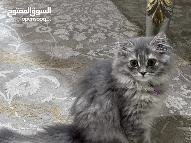 قطط شيرازيه