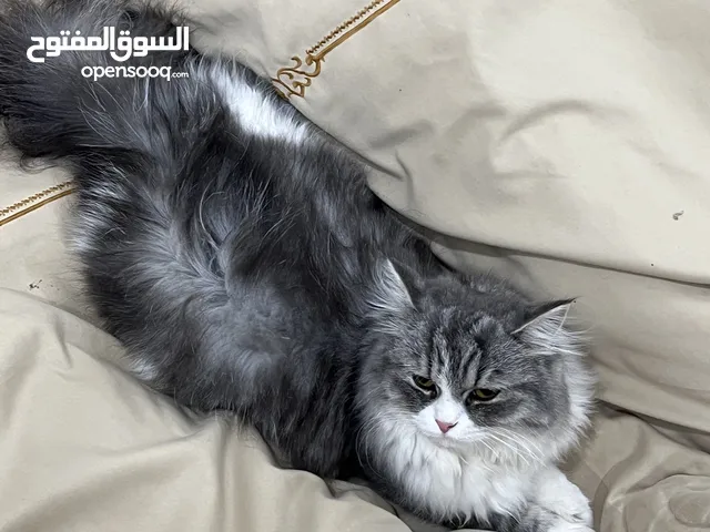 قطط للبيع بيرشن ايطالي