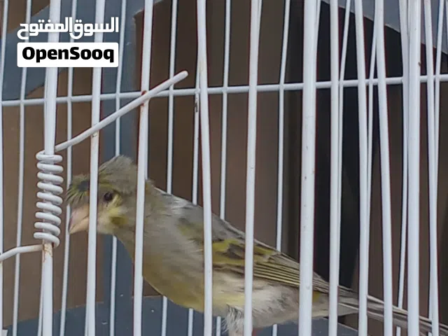 السلام عليكم انتاية كناري