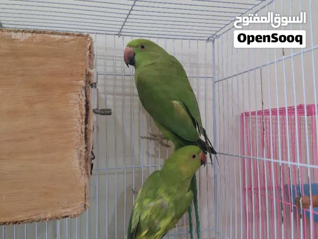 ببغاء دره اخضر
