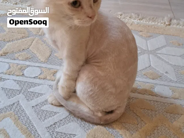 قطط شيرازيه للبيع