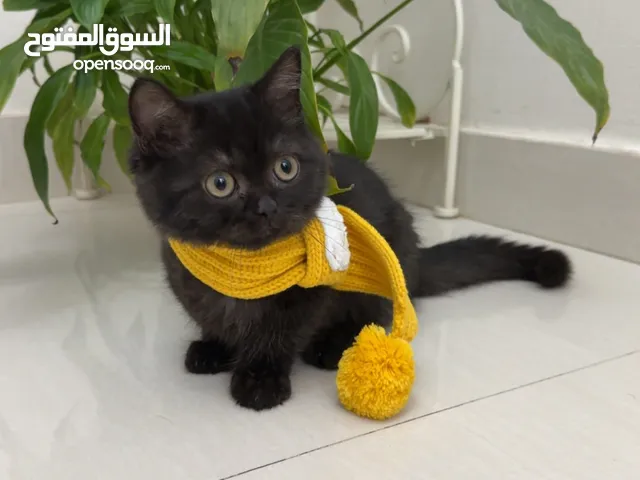 Munchkin القزم