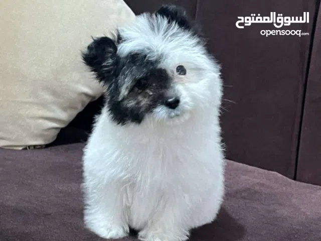 مطلوب أنثى كلب مثل الصورة  أو نوع ثاني في صنعاء