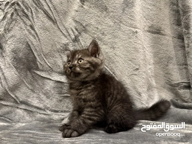 كيتنز - kitten