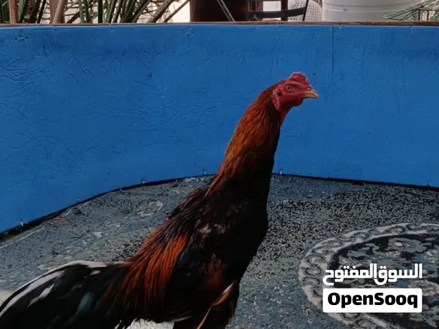 للبيع ديك تركي فحل اللي ليه خاطر يكلمني