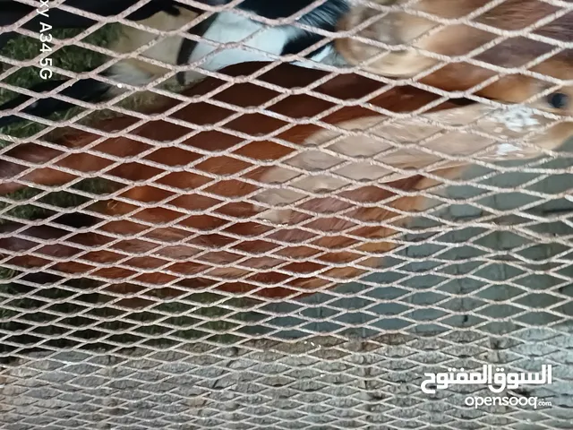 ماعز مشاء الله تبارك الرحمن ربي يبارك للبيع السعر تواصل خاص وقولي أين عنز تبيها والسعر تواصل خاص سلا