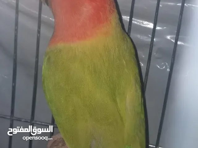 فحل روز برونز فالو منتج ابو فراخ للبيع
