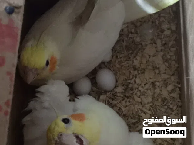 زوج كوكتيل شكري جواهن بياض شرط التبزير شوف الوصف مهم
