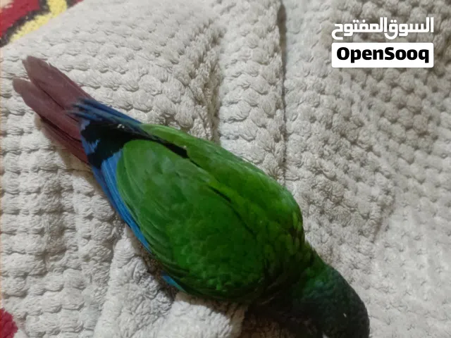 السلام عليكم ببغاء كنيور أليف كلش