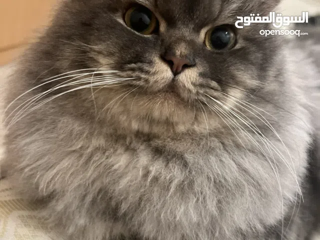 قط ذكر عبسون