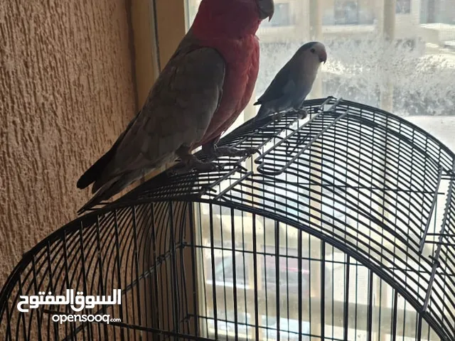 كوكاتو ذكر،يتكلم وبرقص واليف جدا