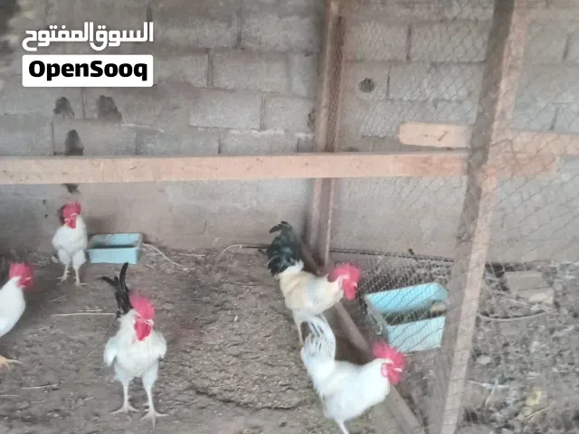 ذكور فرنسي اصل للبيع