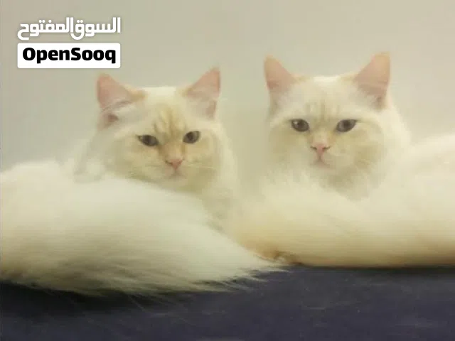 قطط للتبني بالرياض
