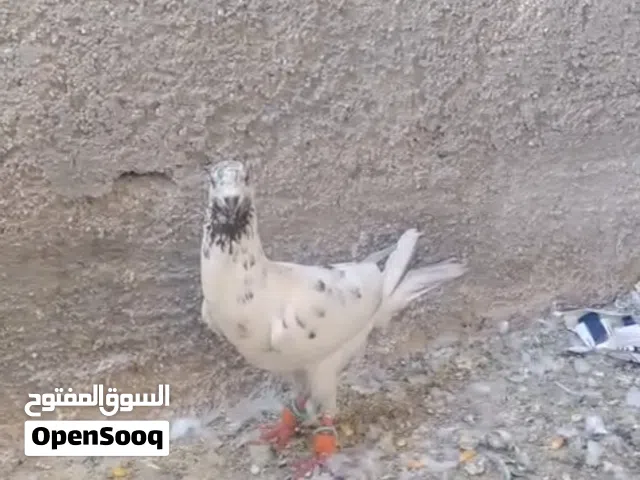 المنفاخ بالصلاه عالنبي او للبدل على فراخ