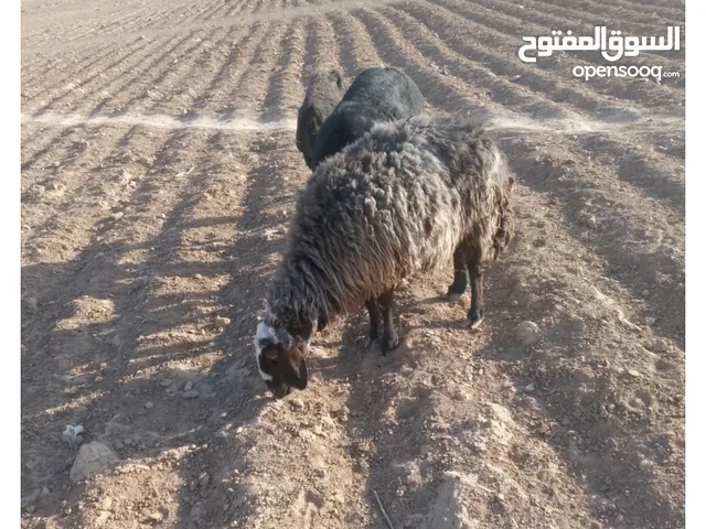 كبش ونعجه للبيع
