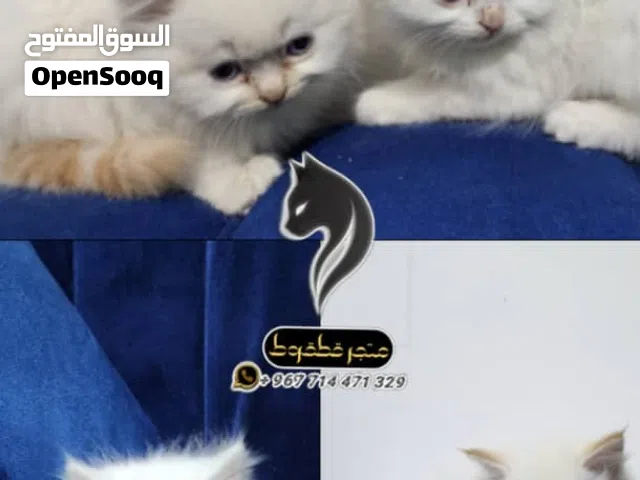 همللايا اورنج بلو آيز