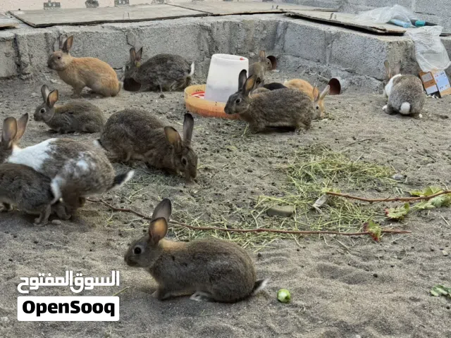 ارانب عمانية للبيع