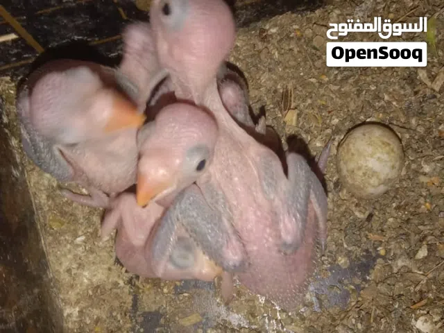 فروخ دره متوه اخضر