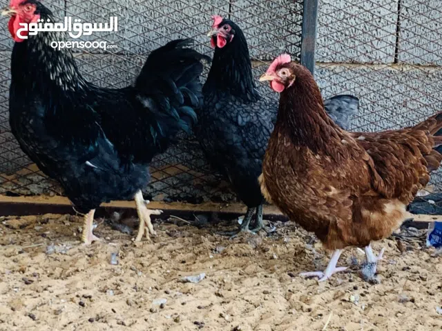 دجاج امريكي للبيع