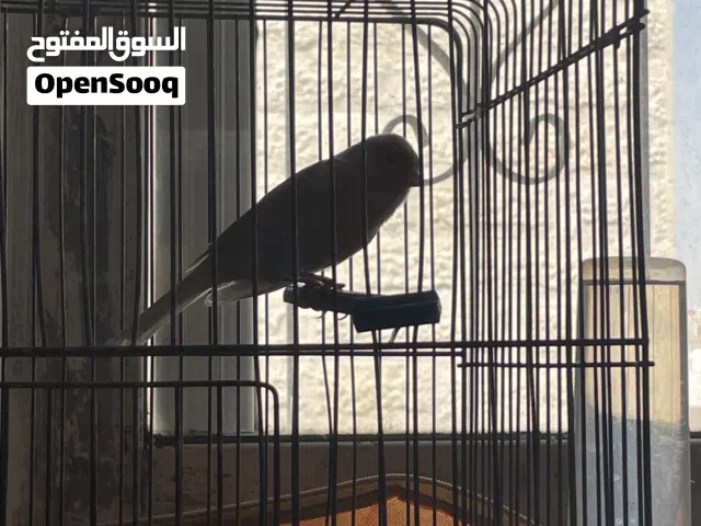 كنار مخلف جديد