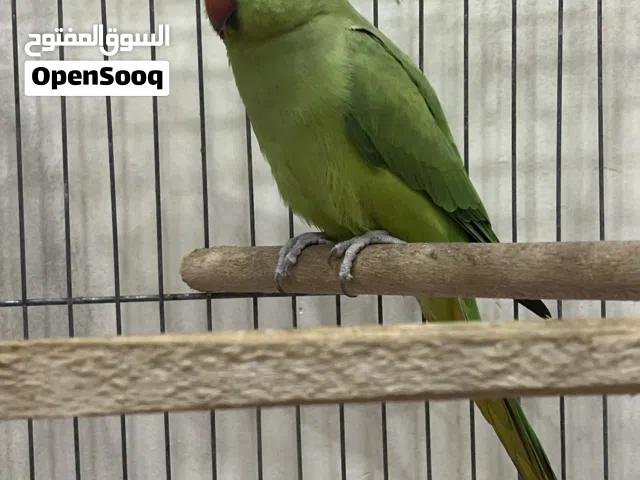 دره للبيع ًً