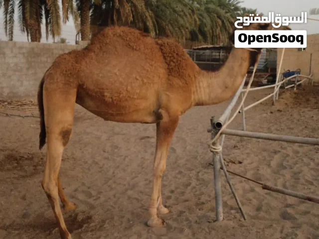 ناقه . جمل . بوش