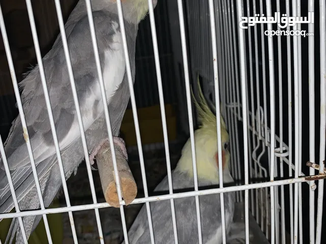 كوكتيل ذكر و انثى متكلمين