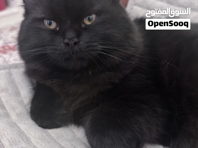 2 Pure Siberian Cats 6 months