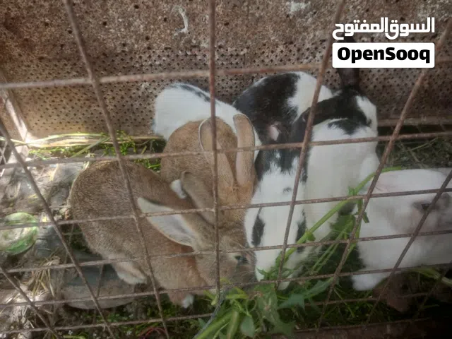 أرانب شغال وجاهز جديد للبيع